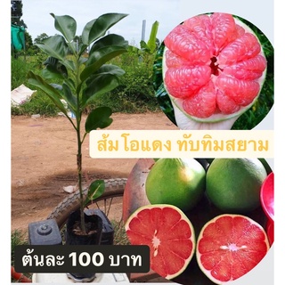 (1ต้น) ต้นส้มโอแดงทับทิมสยาม 🍎🍎 รับประกันต้นเสียบยอดครับ สูงราวๆ 30-40เซ็นครับ