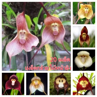 เมล็ดกล้วยไม้หน้าลิง 20pcs Flower Seeds Monkey Face เมล็ดพันธุ์ ไม้ประดับ ดอกไม้ปลูก ต้นไม้ประดับ บอนสี ต้นไม้ฟอกอากาศ