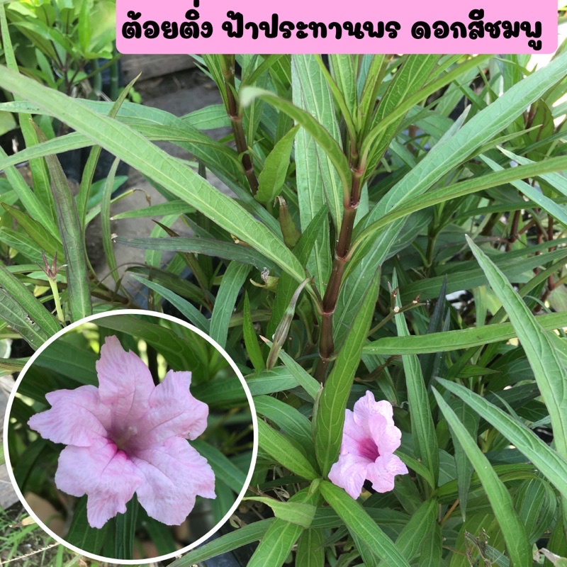 ต้อยติ่ง ฟ้าประทานพร ต้อยติ่งฝรั่ง ต้นต้อยติ่งหรือฟ้าประทานพร พร้อมถุงชำ ดอกสีชมพู รากเต็มพร้อมปลูก