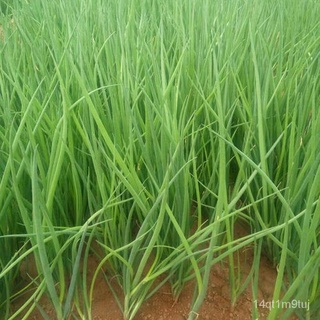 DAHON NG SIBUYAS/BUNCHING ONION - 1000pcs seeds /ONION seeds/EASY TO GROW/Sibuyasเด็ก/ผักกาดหอม/กุหลาบ/พาสต้า/มะละกอ/บ้า