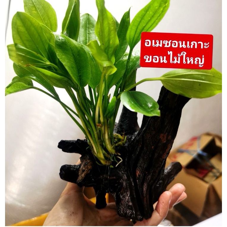 ไม้น้ำ​ 💕🏡ต้นอเมซอน (เกาะหิน ขอนไม้) ไม่ต้องมีดินลองพื้น