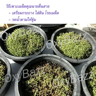 เมล็ดแพรเซี่ยงไฮ้ คละสี เมล็ดคุณนายตื่นสายหลากสี เมล็ดสาวเชียงใหม่ (โปร5แถม1)