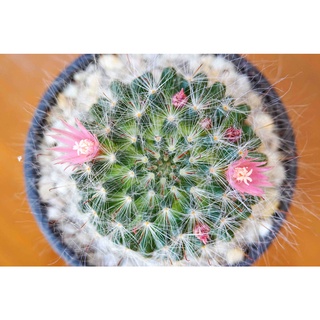 แมมมิลาเรีย โบคาซาน่า แมมฯขนแมว (Mammillaria Bocasana) แคคตัส