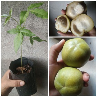 พลับนมสด/ละมุดขาว/white sapote