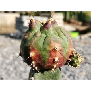 เดดพูล หน่อเด็ดสด Deadpool Gymnocalycium Cactus แคคตัส กระบองเพชร ไม้อวบน้ำ ไม้กราฟ ราคาถูก​