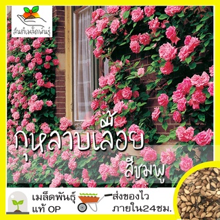 เมล็ดพันธุ์ กุหลาบเลื้อย กุหลาบ สีชด Pink Rose Seed เมล็ดพันธุ์แท้ นำเข้าจากต่างประเทศ ป（นี่มันเมล็ดพืช ไม่ใช่พืช!）