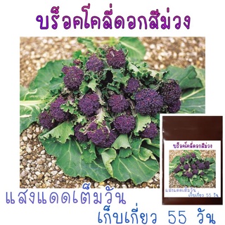 35 เมล็ด บร็อคโคลี่ดอกสีม่วง Purple Sprouting Broccoli