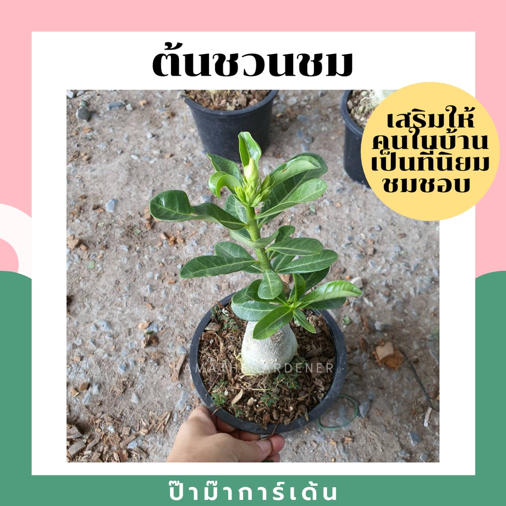 มุมมอง 2