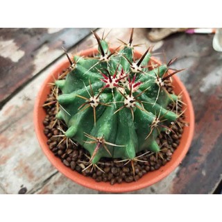 เฟอโร เฟโร เล็บเหยี่ยว Ferocactus แคคตัส กระบองเพชร