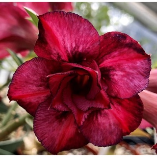 12 เมล็ด เมล็ดพันธุ์ ชวนชม สายพันธุ์ไต้หวัน ดอกสีแดง Adenium Seeds