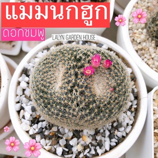 แมมนกฮูก🦉🤎 Mammillaria Perbella ♥️เพิ่มรูป 5+ cm กลมโตสวย‼️