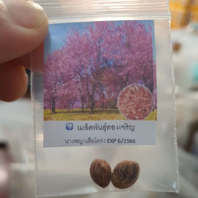 นางพญาเสือโคร่งซากุระเมืองไทยถูกที่สุด10บ.เมล็ดพันธุ์นางพญ รูปที่ 3