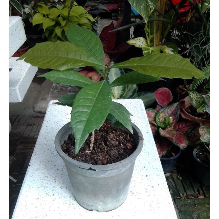 (#072) ต้นพวงครามออสเตรเลีย สูง 25-30 cm. ต้นละ 89 บาท