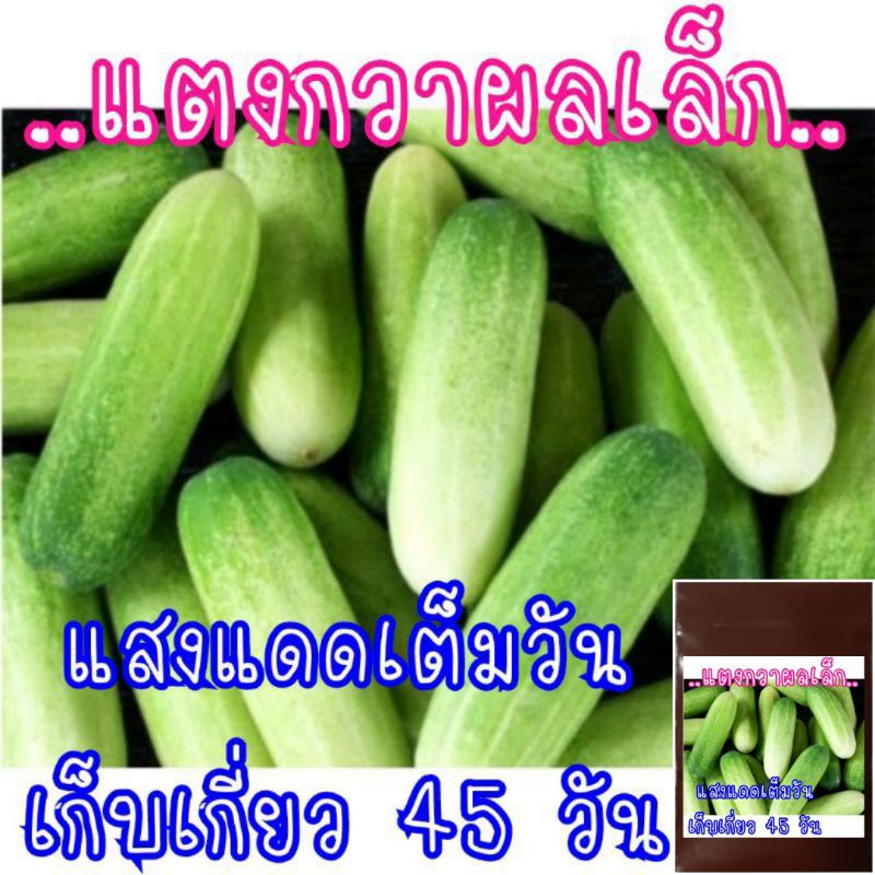 ซื้อ 20 เมล็ด เมล็ดพันธุ์ แตงกวา(ไม่ใช่แตงร้าน)