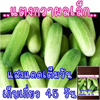 20 เมล็ด เมล็ดพันธุ์ แตงกวา(ไม่ใช่แตงร้าน)