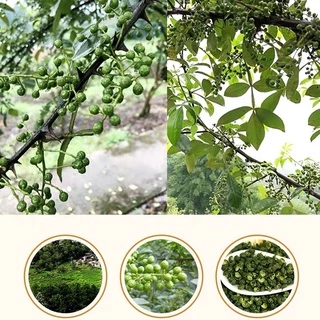 พริกหอมสีแดง ฮวาเจียว 花椒 พริกเสฉวน ☘️ เมล็ดฮวาเจียวเขียว เครื่องเทศหมาล่าจีน ปิ้งย่างชาบู เผ็ดชา *แบบแบ่งขาย 100g