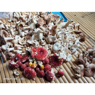 เชื้อเห็ดป่ารวม เห็ดไค เห็ดระโงก