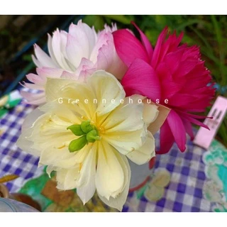 บัวหลวงจีนชื่อซุปเปอร์โลตัส(Super Lotus)สีหวานขาวอมชมพูดอกดกมาก