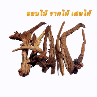 ขอนไม้ รากไม้ เศษไม้ Driftwood Natural Wood Root ตู้ไม้น้ำ ตู้ปลา บอนไซ กิ่งไม้แท้ ตกแต่งตู้ปลา กิ่งไม้ขนาดเล็ก​ ทรงสวย