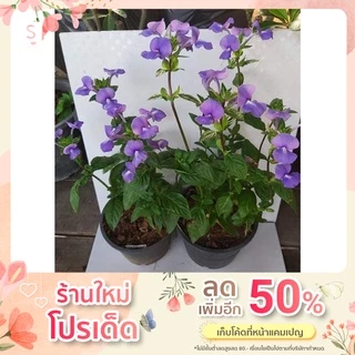 บลูฮาวาย ส่งพร้อมกระถาง ต้นเดียวก็ส่งนะคะ