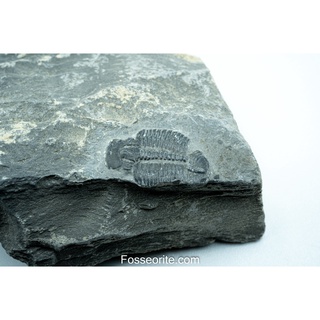 [อายุกว่า 505 ล้านปี!!!] #69 ฟอสซิล ไทรโลไบต์ Elrathia Kingi Trilobite ของแท้ ขนาดเล็ก บน Matrix จาก USA