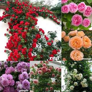 25เมล็ด เมล็ดกุหลาบ อังกฤษ พันธุ์เลื้อย คละสี กุหลาบหนู Rose seeds