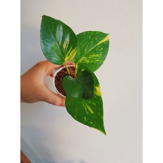 พลูด่างยักษ์ Golden pothos ไม้ฟอกอากาศ กระถางจิ๋ว