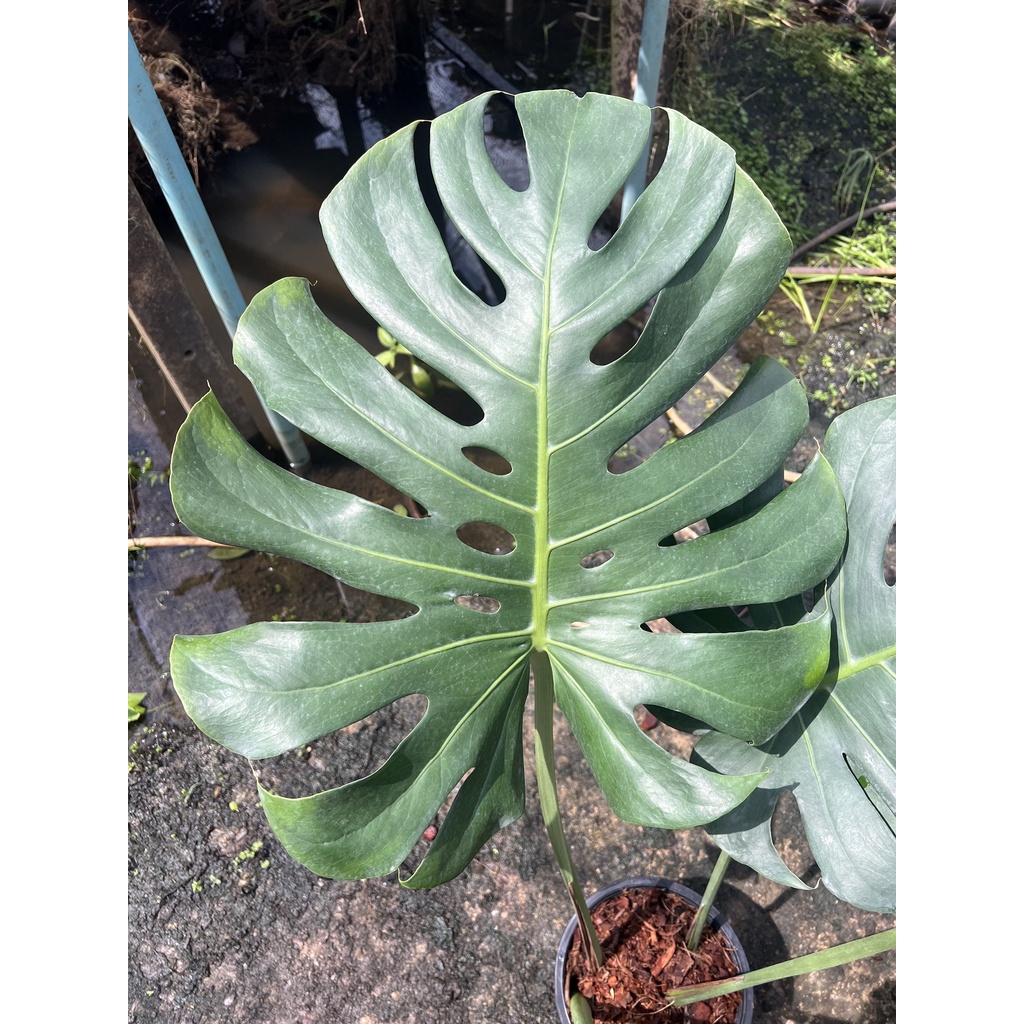 มุมมอง 3