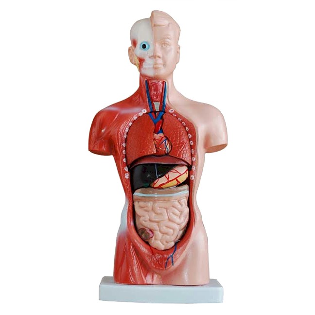 Anatomy model: NK- 203 หุ่นจำลองมนุษย์ครึ่งแสดงอวัยวะภายใน