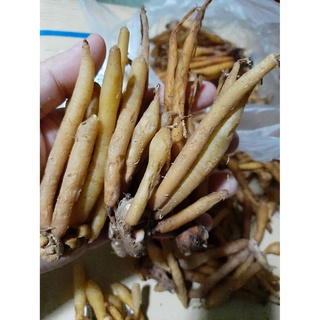 พร้อมส่ง🚚 🍹กระชายขาวสด/🍠(กระชายเหลือง)คัดเกรดAงาม(พิเศษ)  บรรจุ 1 กิโลกรัม สดใหม่✨🌵🌿ไม่เปียกน้ำ ไม่เน่า รับประกัน100%🥇