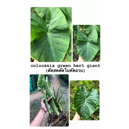 Colocasia Green Heart Giantใจแอ้นบอนใจแอ้นบอนนา