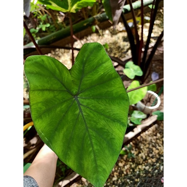 colocasia black stems ‼️✅ โคโลคาเซียแบล็คเสตมส์
