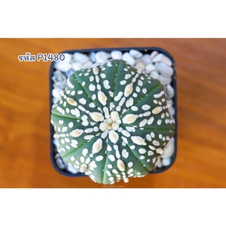 แอสโตรไฟตัม ซุปเปอร์วี (Astrophytum asterias super KABUTO) แคคตัส