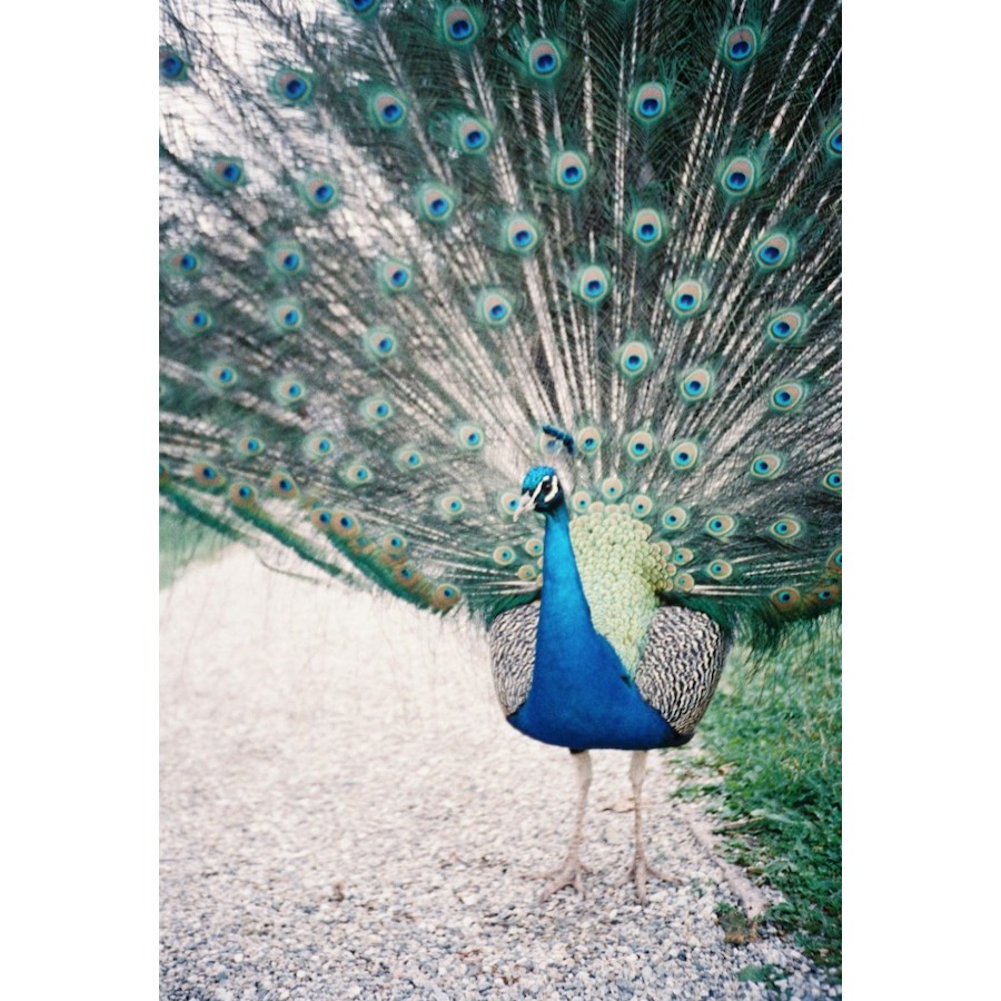 [พร้อมส่ง] ฟิล์มสี Lomography ISO800 ขนาด 35mm
