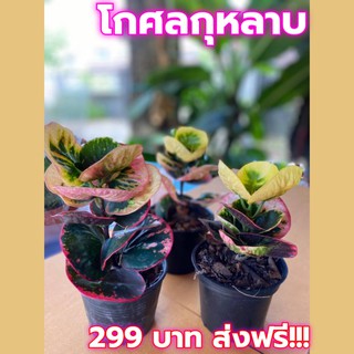 🌼 โกศล แผ่นดินทอง คุณเบนซ์ 1 ต้น