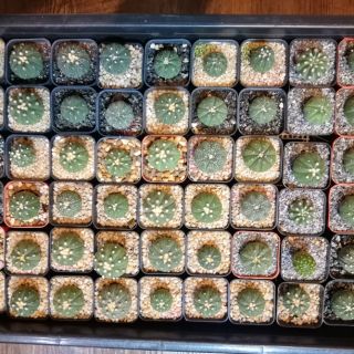 Astrophytum mix ไม้เมล็ด ถอดกระถางส่ง กรุณาอ่านรายละเอียดสินค้าก่อนครับ