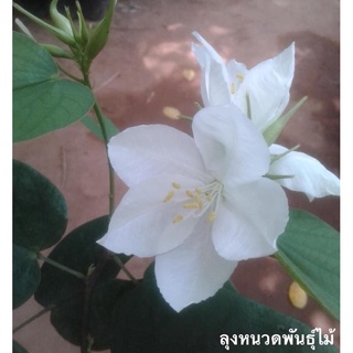 กาหลงขาว ไม้มงคล ดอกสวย นามเพราะ