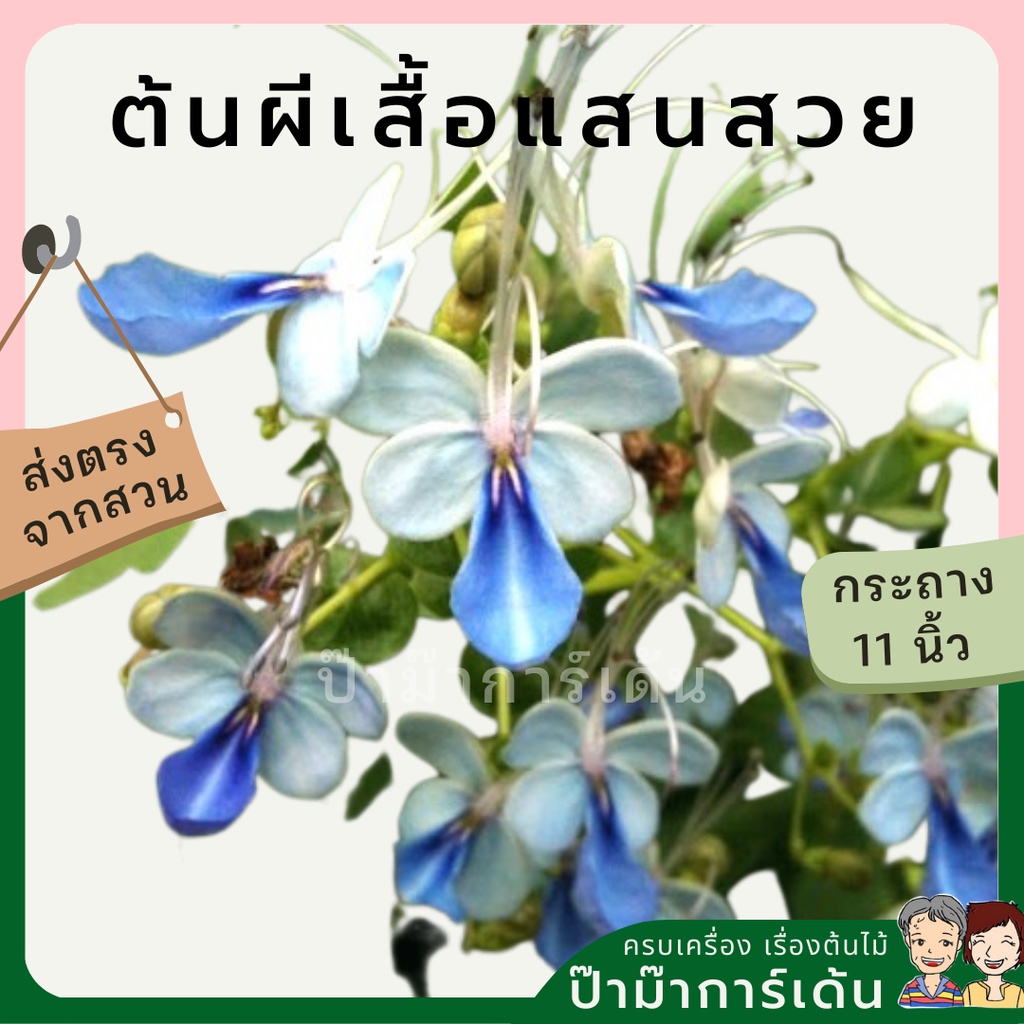 ต้นผีเสื้อ ผีเสื้อแสนสวย ดอกไม้ทานได้ ตกแต่งขนม กระถาง 11 นิ้ว