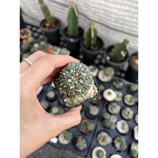 แอสโตรไฟตัม (Astrophytum super v) ไม้เมล็ด Size 3.6