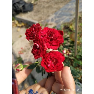 กุหลาบ​ เรด​ คาสเคท​ ( Red cascade )​