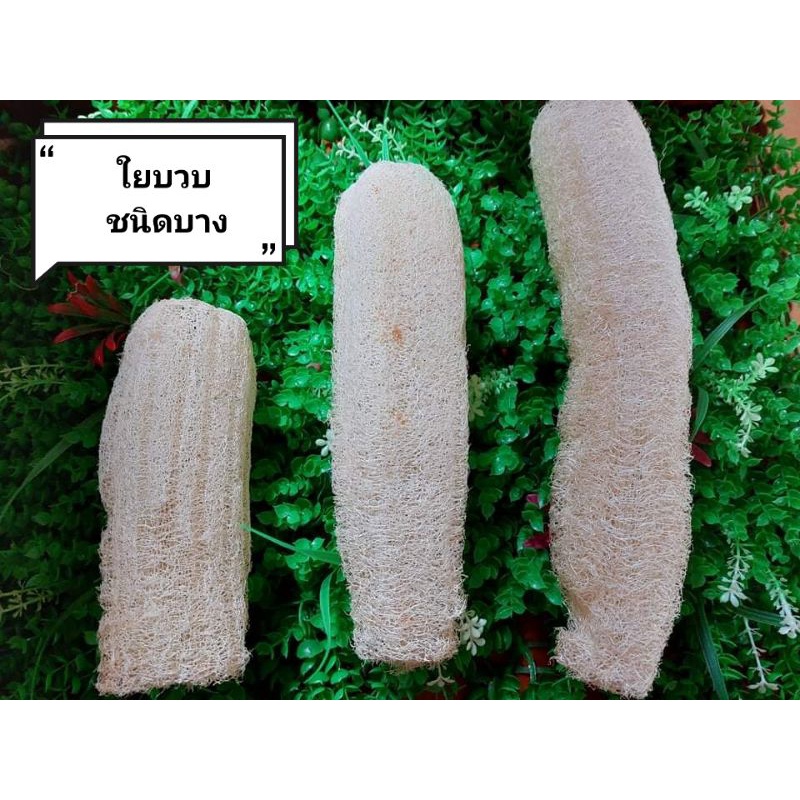 🌱ใยบวบชนิดใยบาง ใยไม่หนา 🌱สำหรับขัดหน้า ใยบวบธรรมชาติ 3 ขนาด