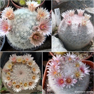 Mammilaria candida 20เมล็ด