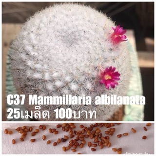 C37 Mammillaria albilanata 25เมล็ด 100บาท