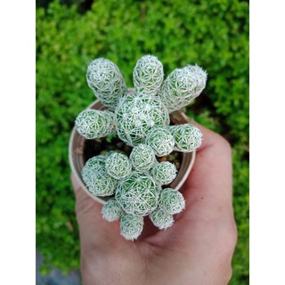 แมมตุ๊กตาญี่ปุ่น Mammillaria gracilis กระบองเพชร cactus