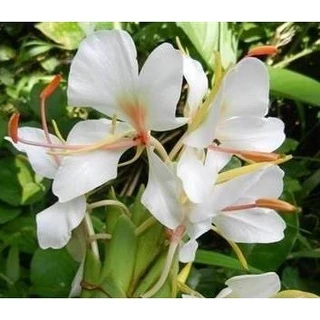 มหาหงส์ 11สี(เหง้า)แยกให้เลือก สเลเต ไม้มงคล ว่านมหาหงส์ ต้นมหาหงส์