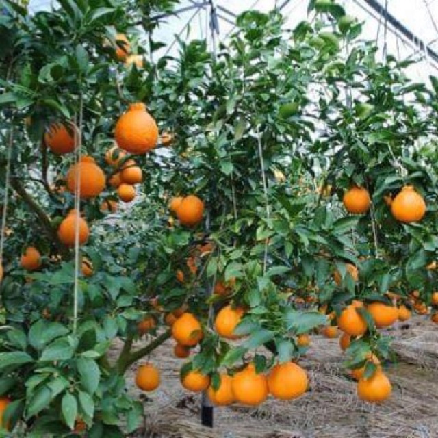 ต้นส้ม พันธุ์ ส้มเดโกปอง (Dekopon) สายพันธุ์ใหม่ ลำต้นสูง 60 ซม (ทาบกิ่ง) พร้อมให้ผลไว ลำต้นใหญ่แข็งแรง สายพันธุ์แท้