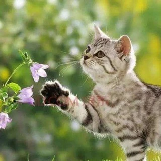 เมล็ดแคทนิป 3,000+เมล็ด Catnip สายพันธุ์OP****ศึกษาวิธีเพาะในรายละเอียดสินค้า****