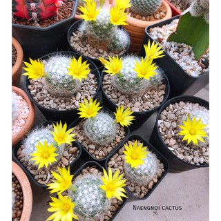 🌻แมมบูมิไอ ไม้ชำหน่อ🌀 ในกระถาง 2 นิ้ว  Mammillaria Baumii