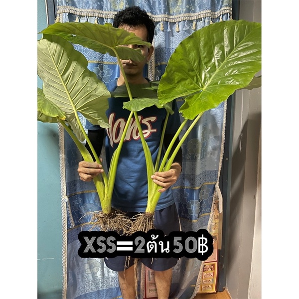 XSs 2 ต้น 50 บาท บอนกระดาดยักษ์ #บอนยักษ์  #ไม้ฟอกอากาศ
