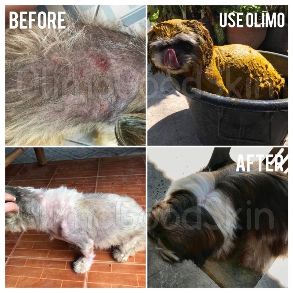 6ซอง OlimoGoodSkin สมุนไพรรักษาโรคผิวหนังสุนัขและแมว ขี้เรื้อนหมา เชื้อราสุนัข เชื้อราแมว รักษาอาการคันของสุนัข ลดกลิ่น - รูปที่ 6